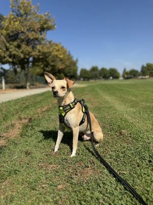 Joseph, Young Male Chihuahua