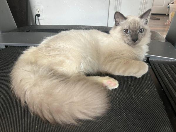 Zero, an adoptable Domestic Long Hair, Siamese in Visalia, CA, 93277 | Photo Image 1