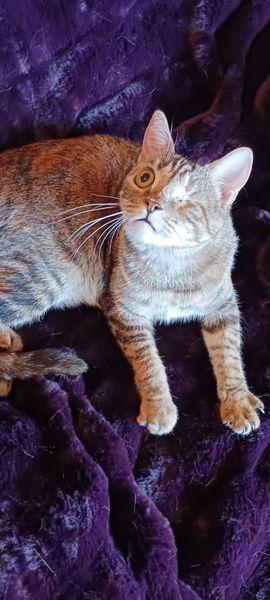 Jacqueline, an adoptable Domestic Short Hair in Visalia, CA, 93277 | Photo Image 1