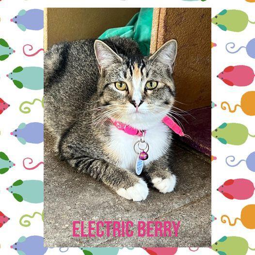Electric Berry, an adoptable Domestic Medium Hair in Visalia, CA, 93277 | Photo Image 1