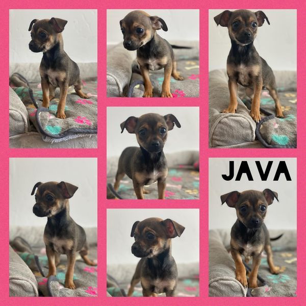 Java