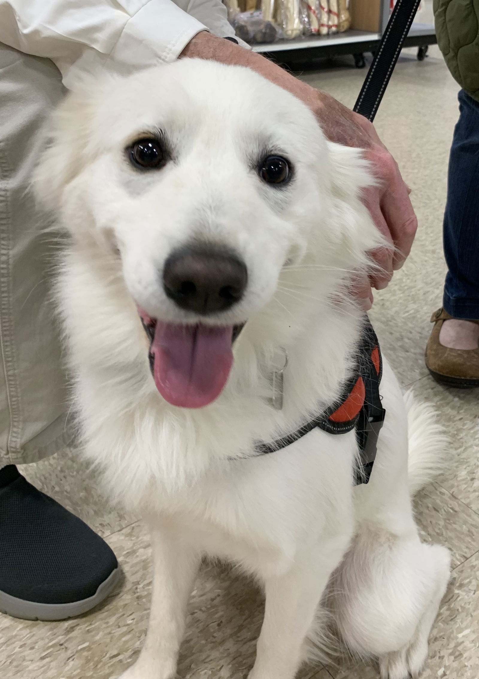 Simon, an adoptable American Eskimo Dog, Samoyed in Cuyahoga Falls, OH, 44222 | Photo Image 1