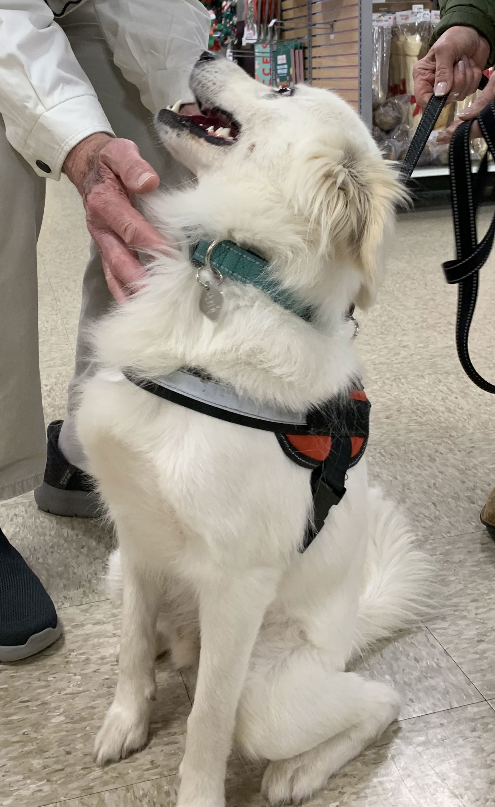 Simon, an adoptable American Eskimo Dog, Samoyed in Cuyahoga Falls, OH, 44222 | Photo Image 2