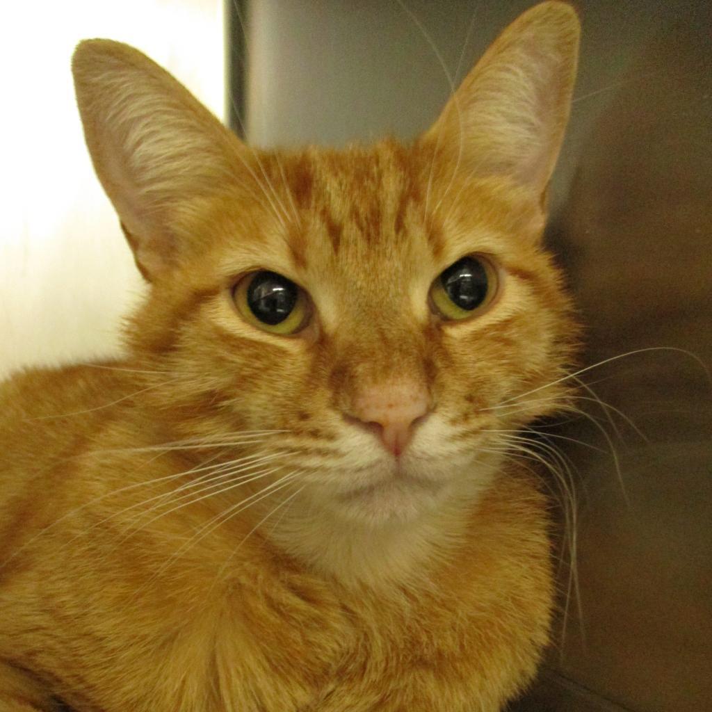 Baxter, an adoptable Domestic Medium Hair in Coos Bay, OR, 97420 | Photo Image 1