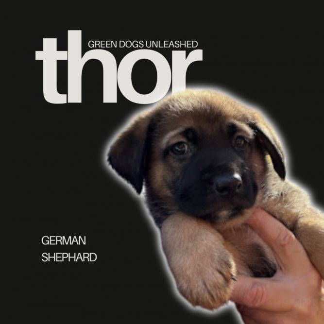 Thor