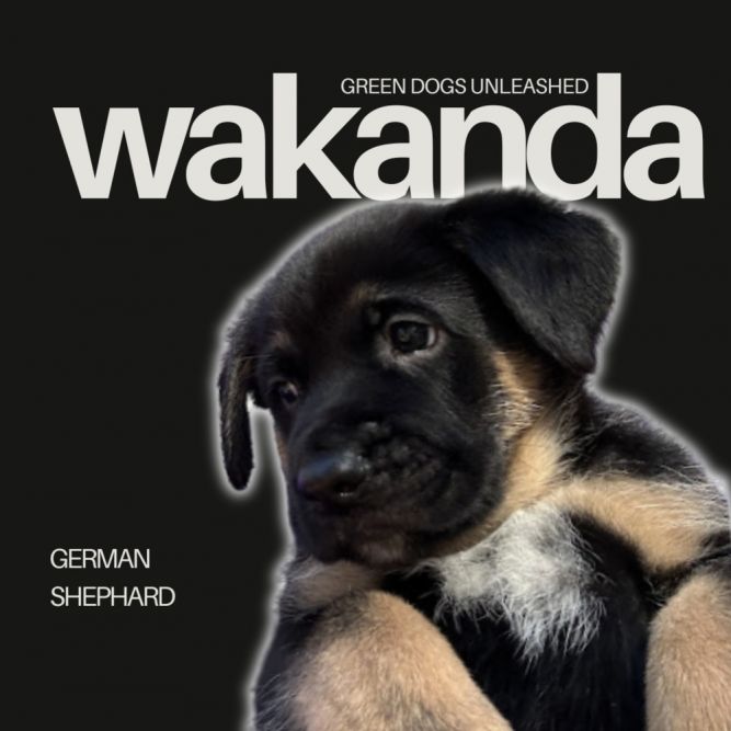 Wakanda