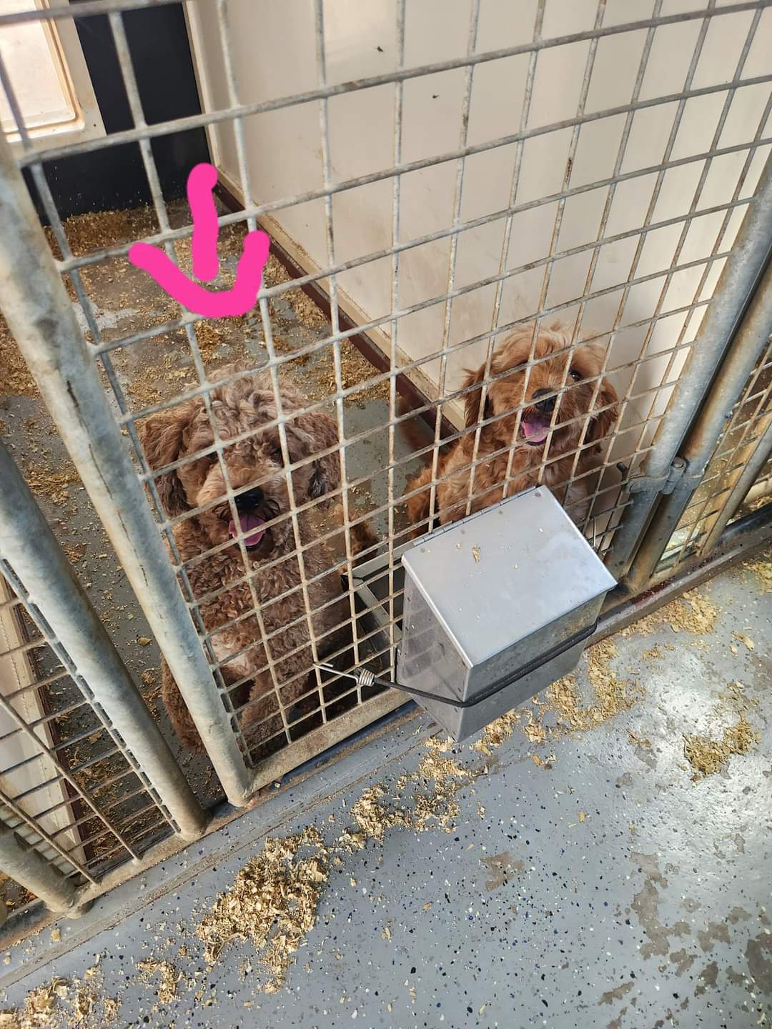 Sarah *ADOPTION PENDING*, an adoptable Goldendoodle in Twin lakes, WI, 53181 | Photo Image 1