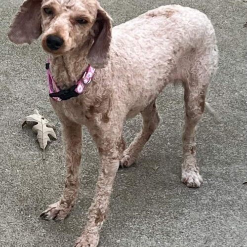 Sarah *ADOPTION PENDING*, an adoptable Goldendoodle in Twin lakes, WI, 53181 | Photo Image 4