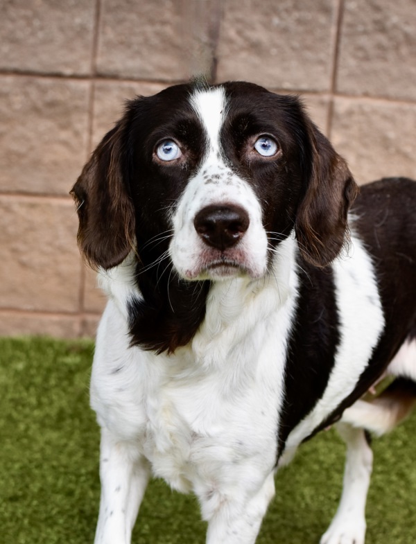 Dog for adoption - Gracie, a Spaniel Mix in Canton, GA | Petfinder