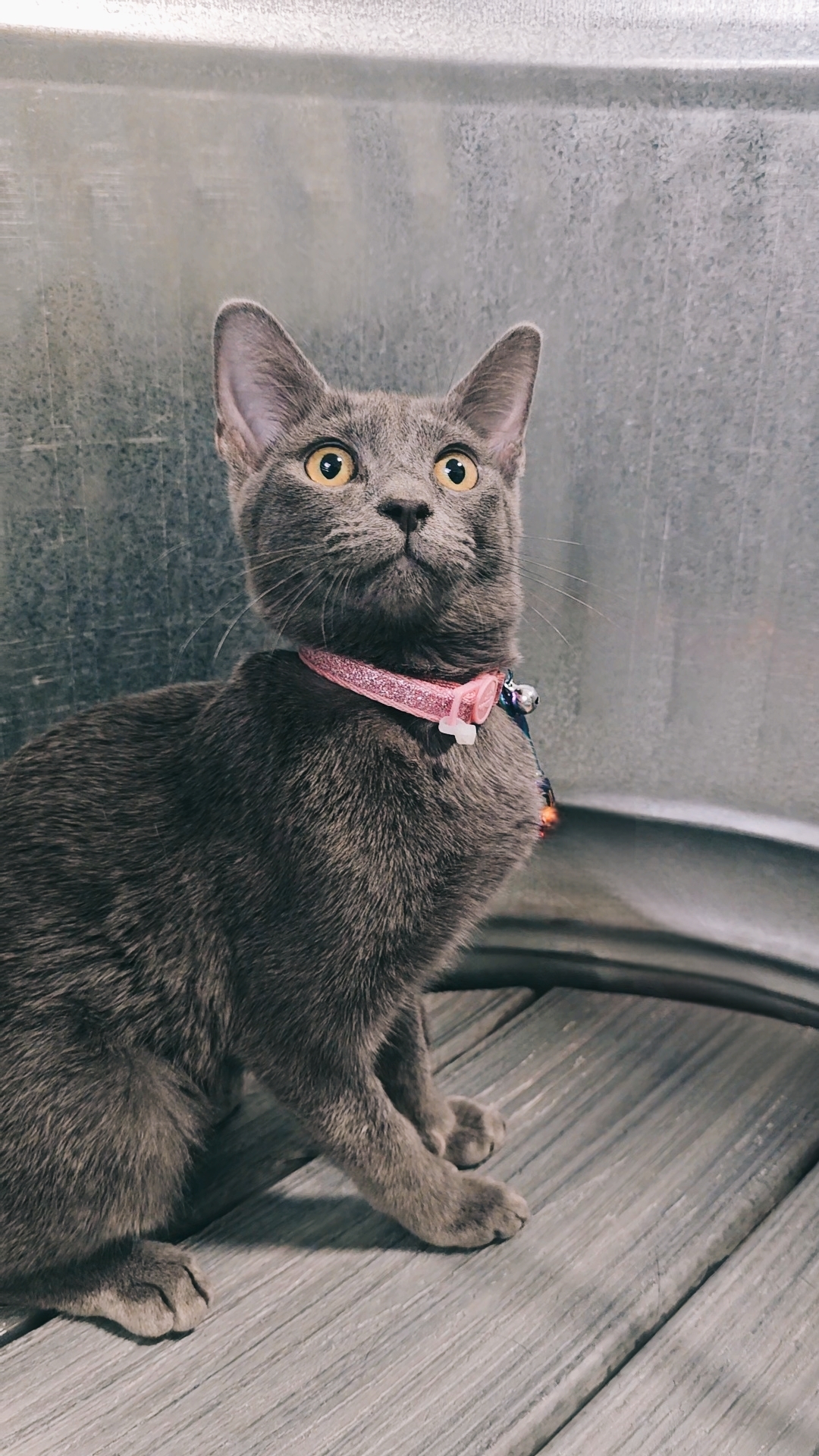 Ashlyn, an adoptable Domestic Short Hair in Twin Falls, ID, 83301 | Photo Image 4