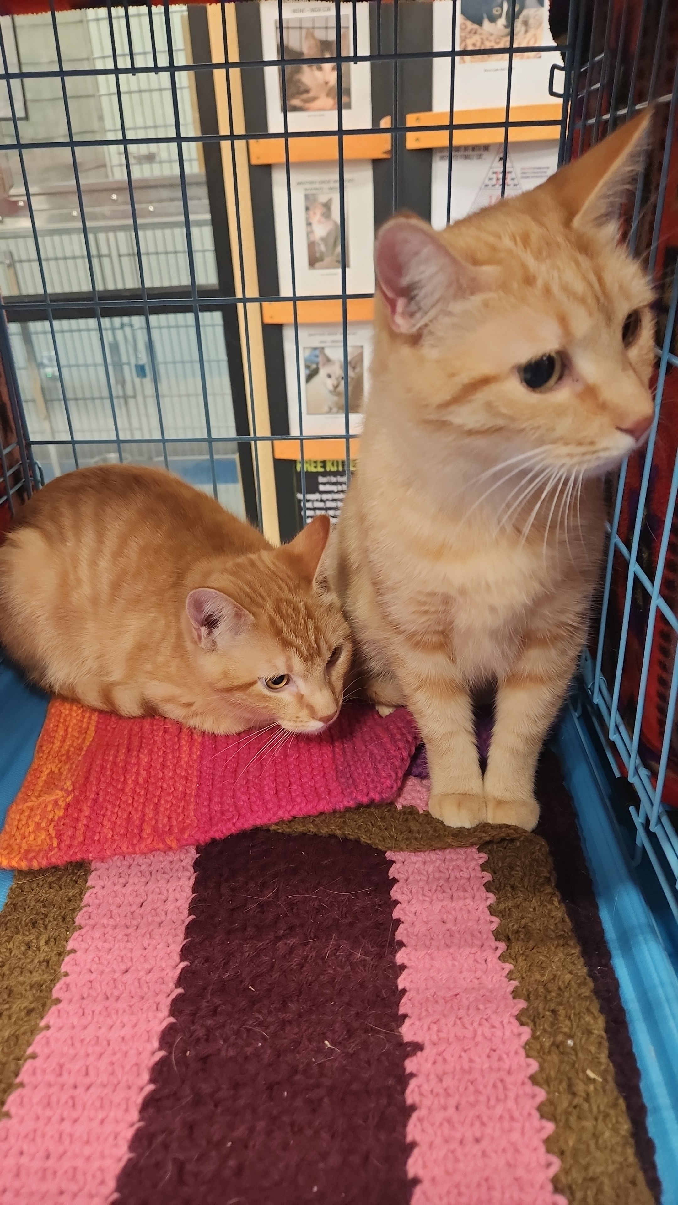 Chester, an adoptable Domestic Short Hair in Twin Falls, ID, 83301 | Photo Image 1