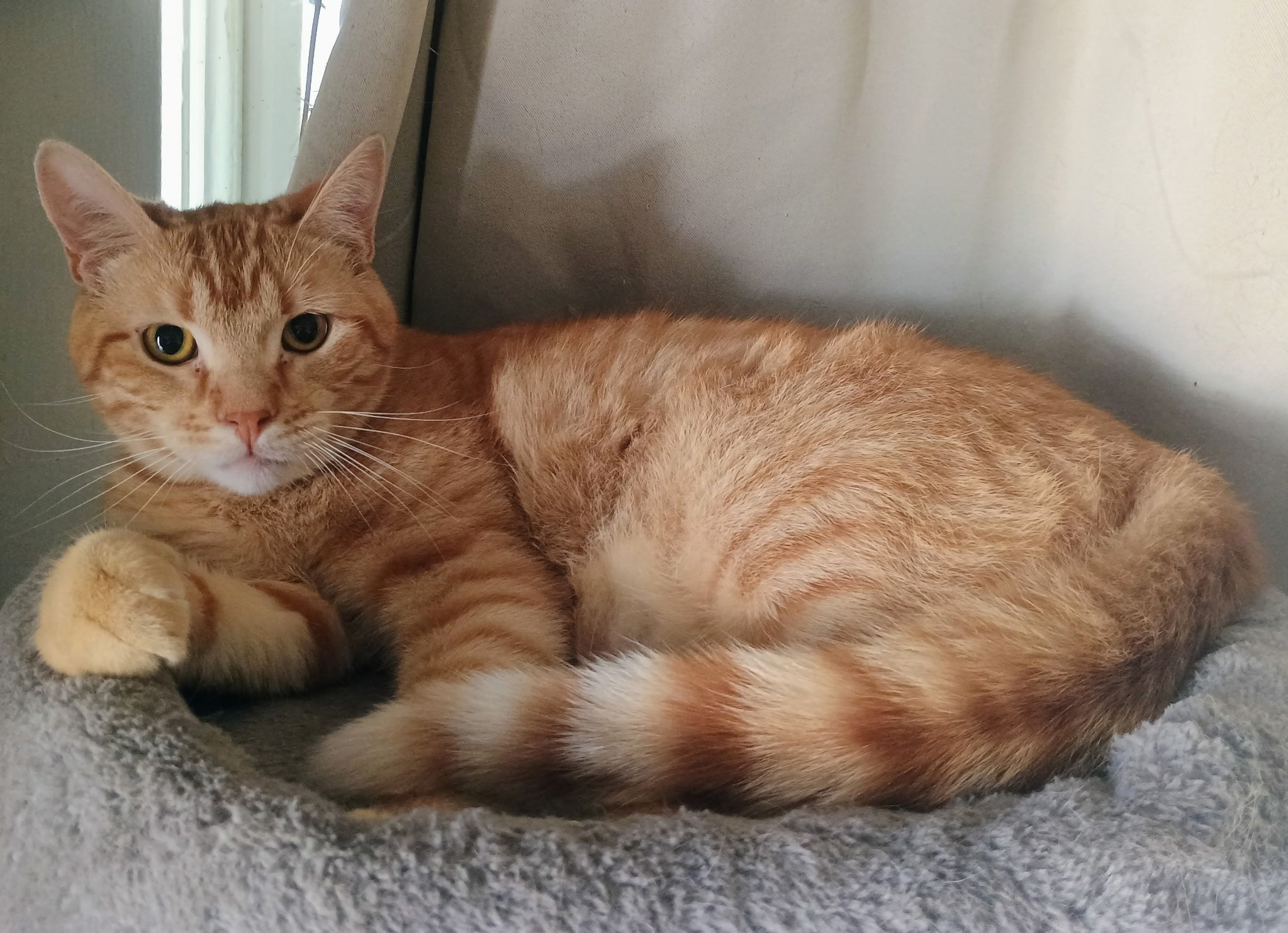 Chester, an adoptable Domestic Short Hair in Twin Falls, ID, 83301 | Photo Image 1