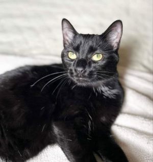 Introducing Kaltain iykyk  Kaltain came into rescue as a bottle baby back in May And she has abs