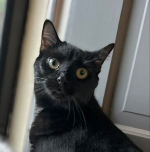 For my book girlies and SJM lovers Kaltain is the perfect cat for you Somehow she has been in the