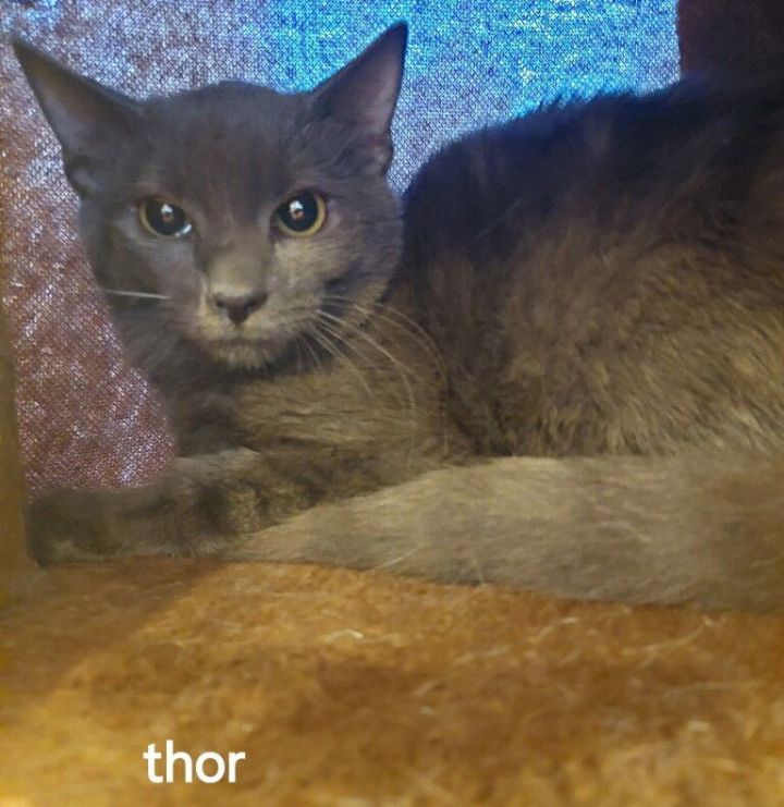 Thor 2