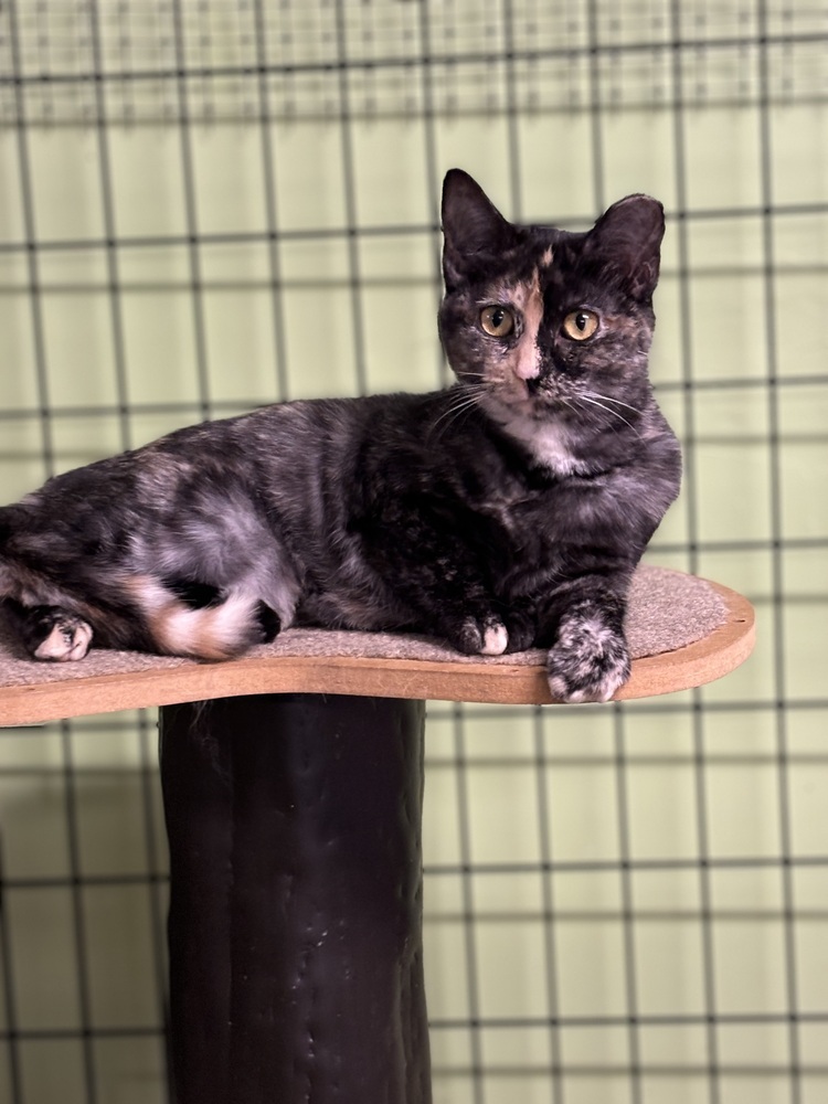 Liza, an adoptable Domestic Short Hair in Muskegon, MI, 49442 | Photo Image 1