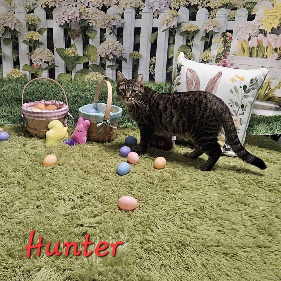 Hunter, an adoptable Domestic Short Hair in Muskegon, MI, 49442 | Photo Image 1