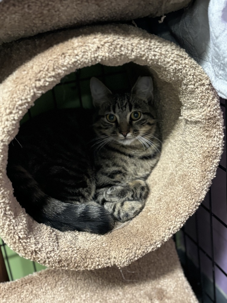 Hunter, an adoptable Domestic Short Hair in Muskegon, MI, 49442 | Photo Image 2