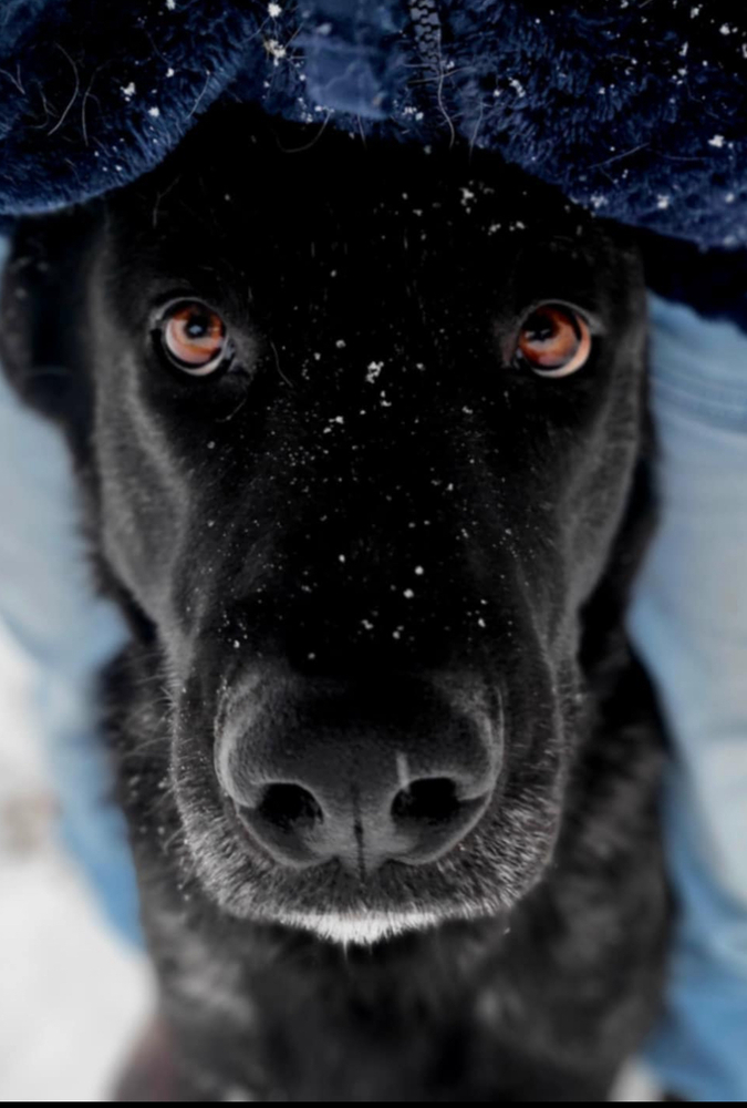 Opie located in NM, an adoptable Dutch Shepherd in Santa Fe, NM, 87500 | Photo Image 1