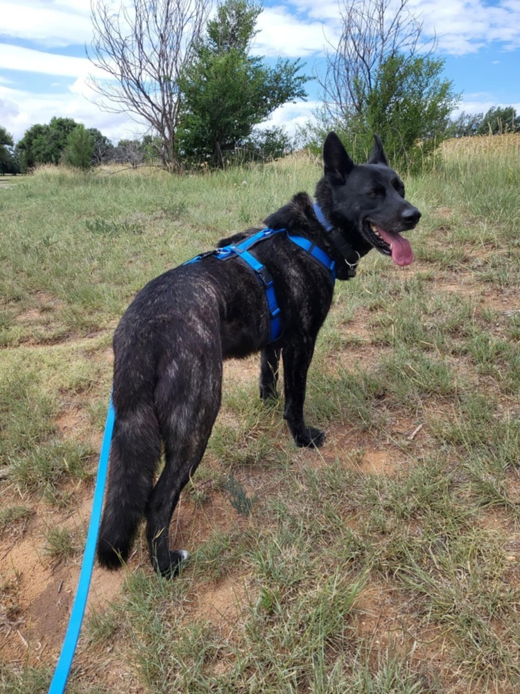 Opie located in NM, an adoptable Dutch Shepherd in Santa Fe, NM, 87500 | Photo Image 2