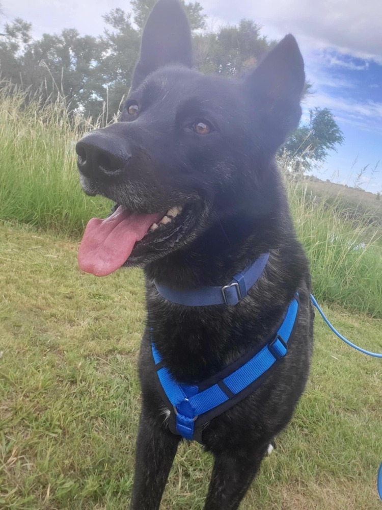 Opie located in NM, an adoptable Dutch Shepherd in Santa Fe, NM, 87500 | Photo Image 3
