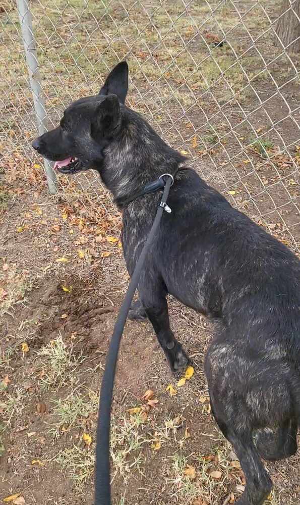 Opie located in NM, an adoptable Dutch Shepherd in Santa Fe, NM, 87500 | Photo Image 4