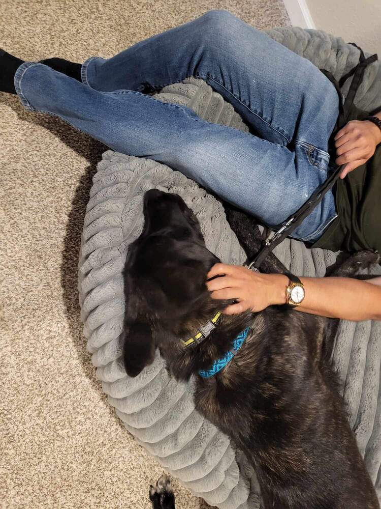 Opie located in NM, an adoptable Dutch Shepherd in Santa Fe, NM, 87500 | Photo Image 5