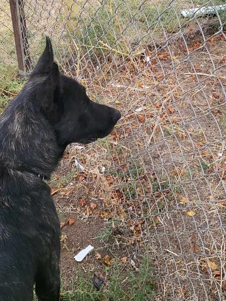 Opie located in NM, an adoptable Dutch Shepherd in Santa Fe, NM, 87500 | Photo Image 6