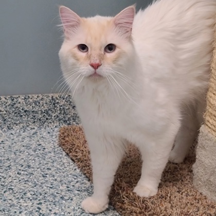 Foxtrot, an adoptable Balinese, Domestic Short Hair in Verona, WI, 53593 | Photo Image 1