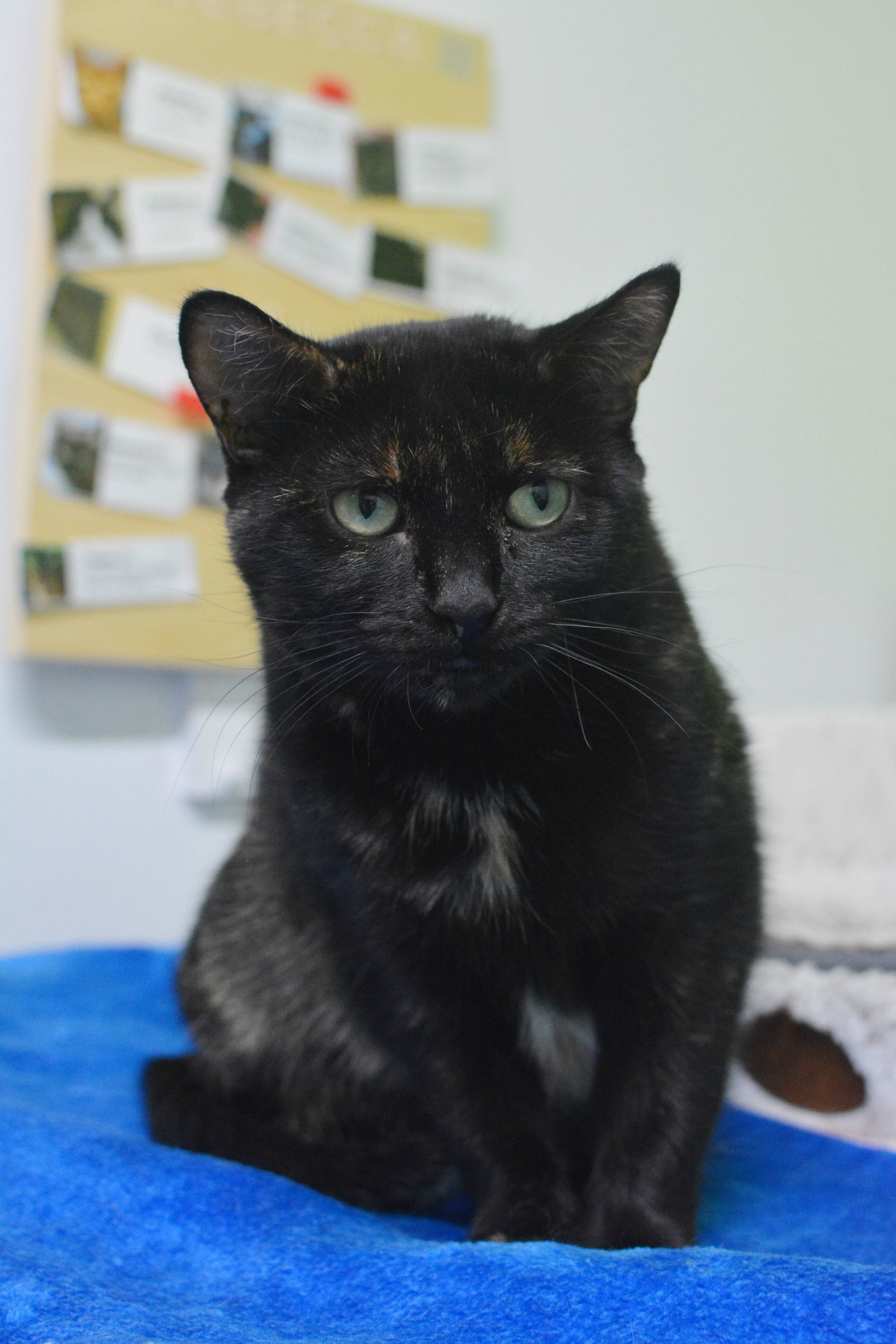 Cadbury