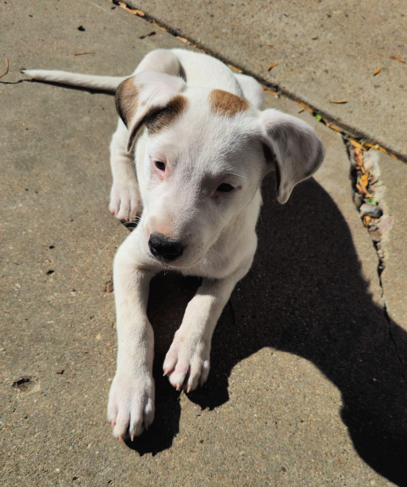 Obi, an adoptable Mixed Breed in Dodson, MT, 59524 | Photo Image 1