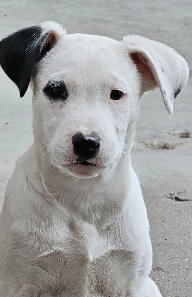 Thor, an adoptable Mixed Breed in Dodson, MT, 59524 | Photo Image 1