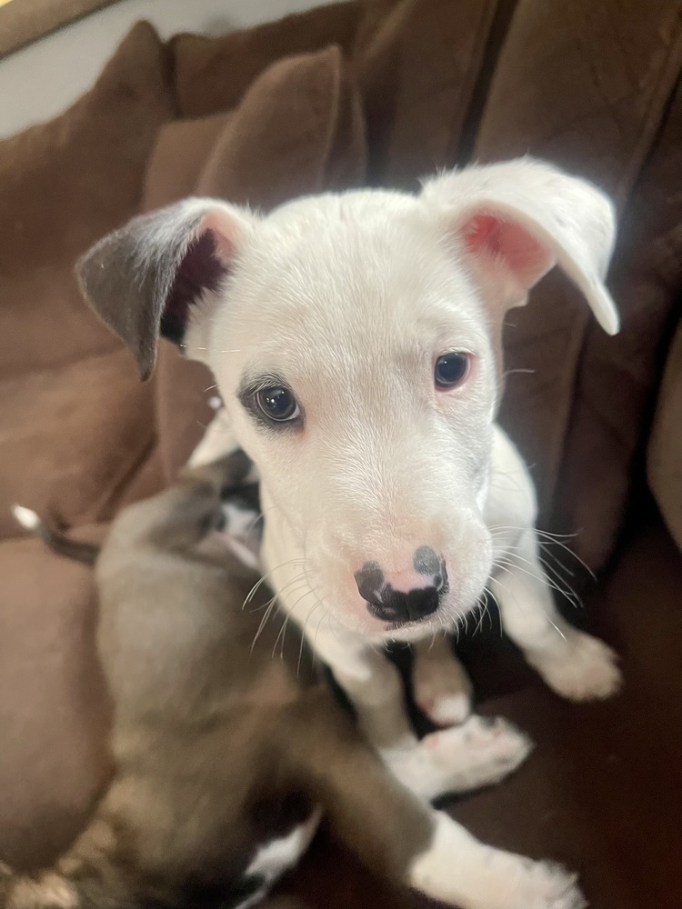 Thor, an adoptable Mixed Breed in Dodson, MT, 59524 | Photo Image 2