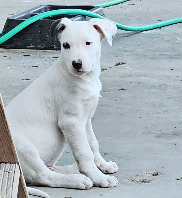 Thor, an adoptable Mixed Breed in Dodson, MT, 59524 | Photo Image 4