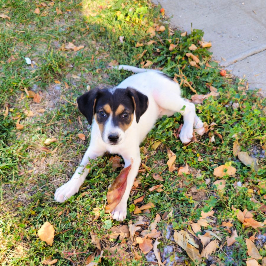 Celia, an adoptable Mixed Breed in Dodson, MT, 59524 | Photo Image 1