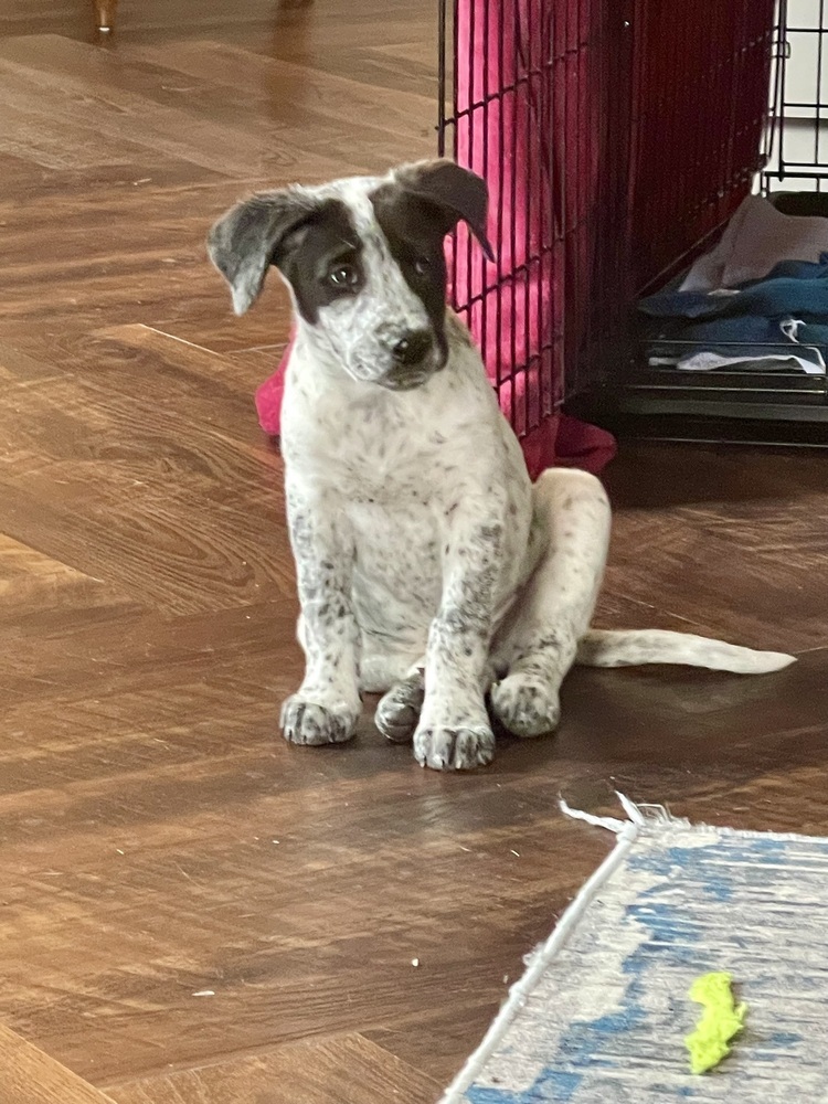 Odin, an adoptable Mixed Breed in Dodson, MT, 59524 | Photo Image 1