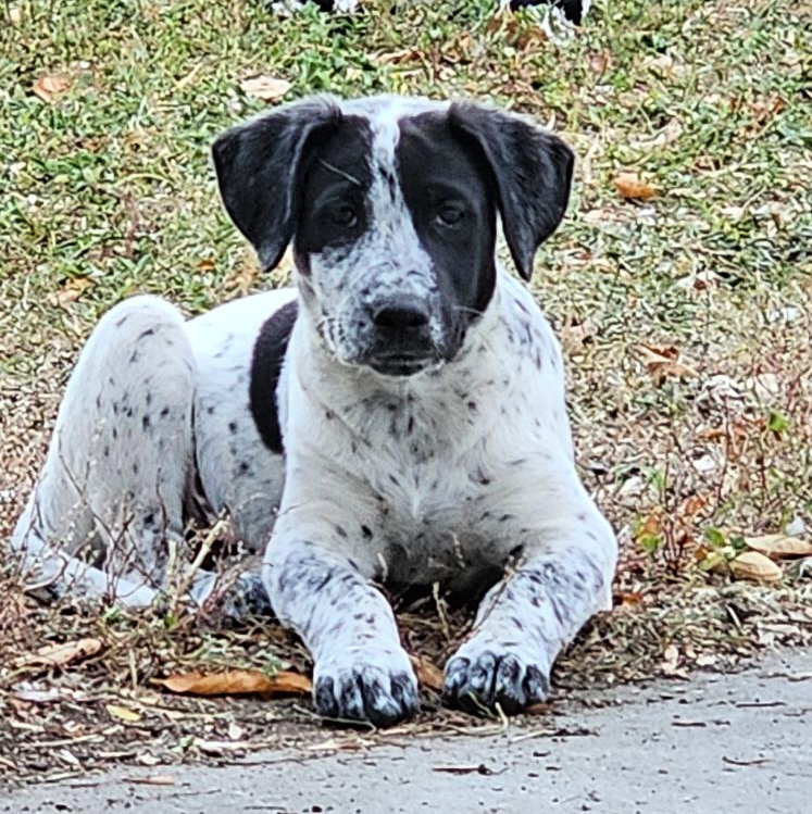 Odin, an adoptable Mixed Breed in Dodson, MT, 59524 | Photo Image 2