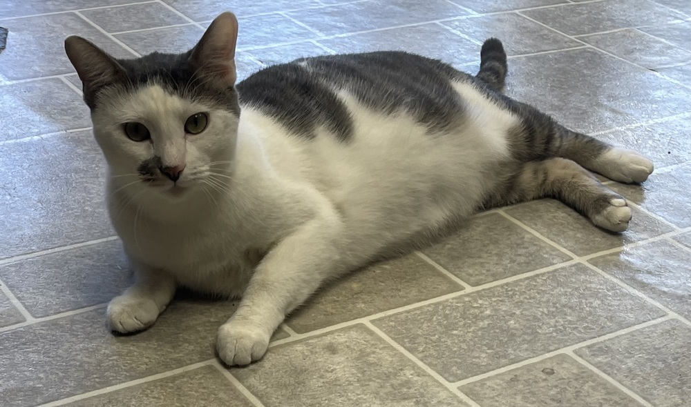 Cosmo, an adoptable Domestic Short Hair in Sparta, WI, 54656 | Photo Image 1