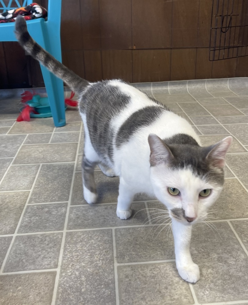 Cosmo, an adoptable Domestic Short Hair in Sparta, WI, 54656 | Photo Image 2
