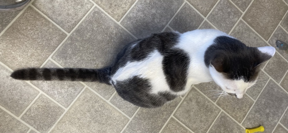 Cosmo, an adoptable Domestic Short Hair in Sparta, WI, 54656 | Photo Image 3