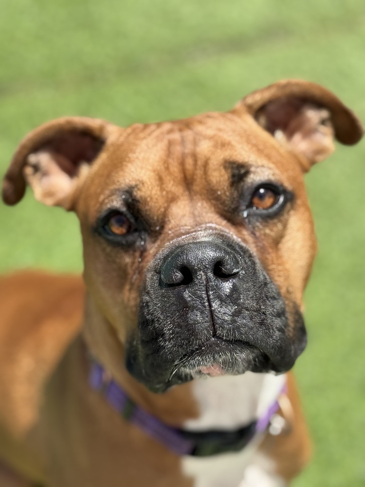Walnut, an adoptable Boxer in Denver, CO, 80209 | Photo Image 1