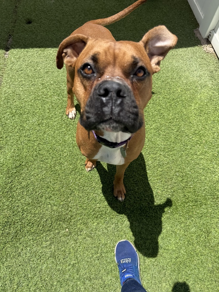 Walnut, an adoptable Boxer in Denver, CO, 80209 | Photo Image 2