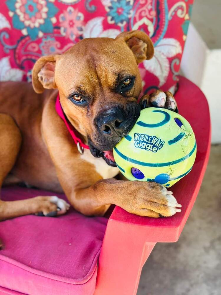 Walnut, an adoptable Boxer in Denver, CO, 80209 | Photo Image 3