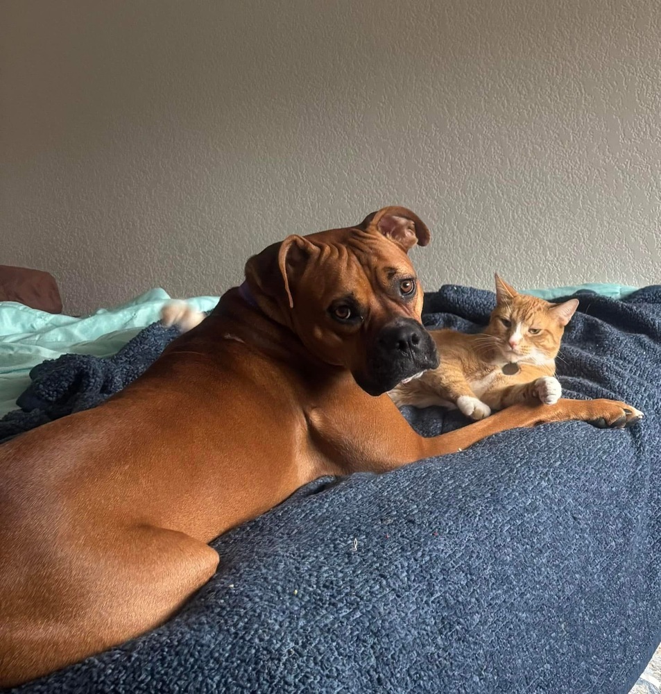 Walnut, an adoptable Boxer in Denver, CO, 80209 | Photo Image 4