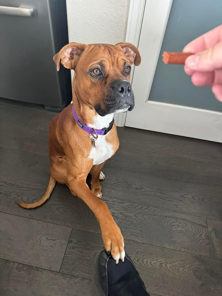 Walnut, an adoptable Boxer in Denver, CO, 80209 | Photo Image 5