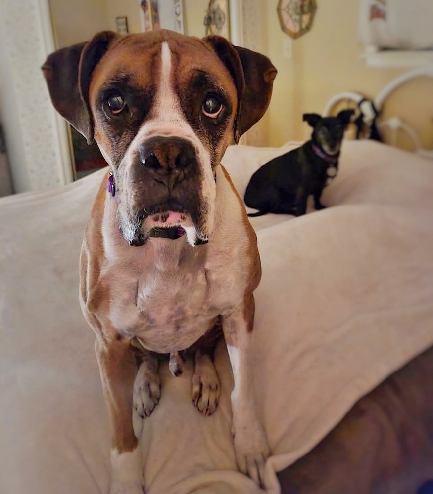 Duke