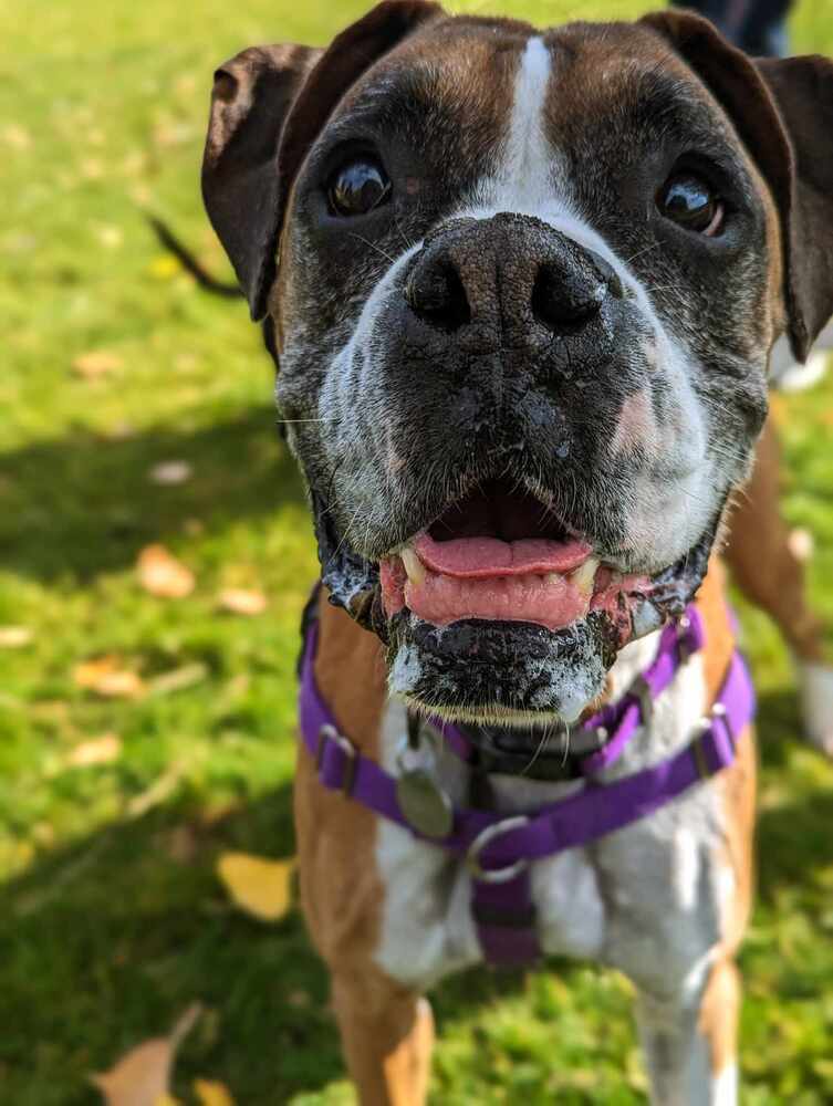 Duke