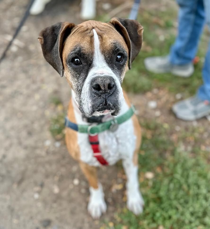 Duke