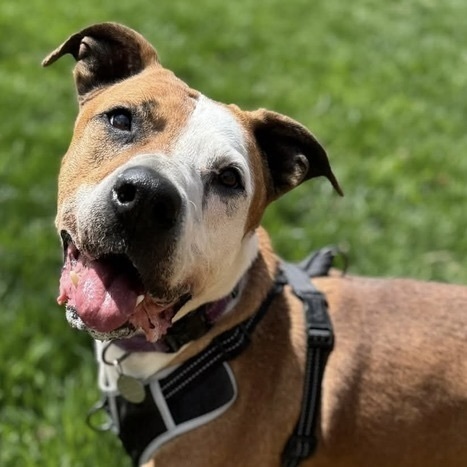 Rowdy - Foster Needed!