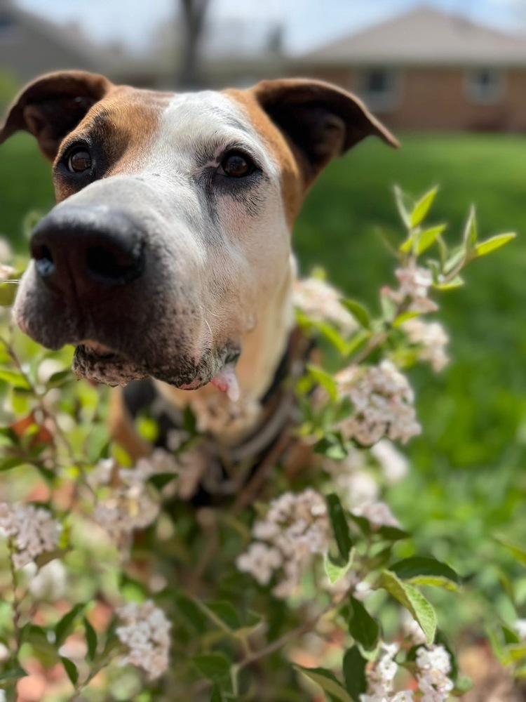 Rowdy - Foster Needed!